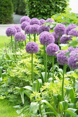 Allium Globemaster