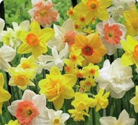 Daffodil All Spring Mix