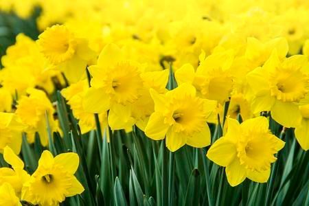 Daffodil Dutch Master