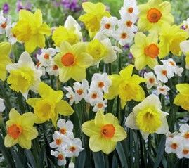 Daffodil Mamma Mia Mix