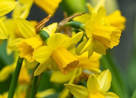 Daffodil Tete a Tete