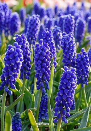 Muscari Armeniacum Blue