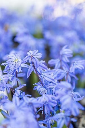 Scilla Siberica