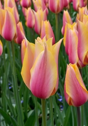 Tulip Blushing Lady