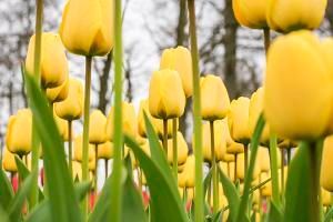 Tulip Golden Apeldoorn