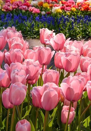 Tulip Pink Impression