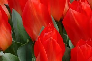 Tulip Red Emporer