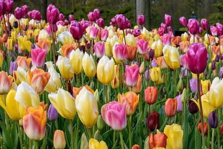 Tulip Sweet Melody Mix