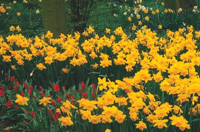 Field of yellow daffodils in bloom, with some red flowers in front.