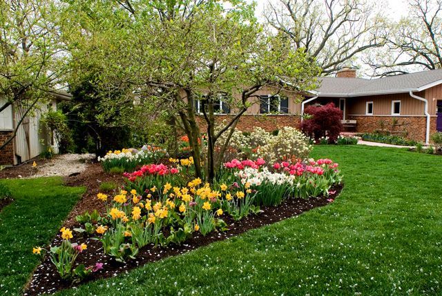 Colorful tulips and daffodils in a flower bed in front of a house with a well-manicured lawn.