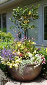 Large, bronze-colored planter overflowing with colorful flowers and a small tree in front of a house.