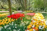 Colorful tulip flowers bloom in a garden, with trees in the background.