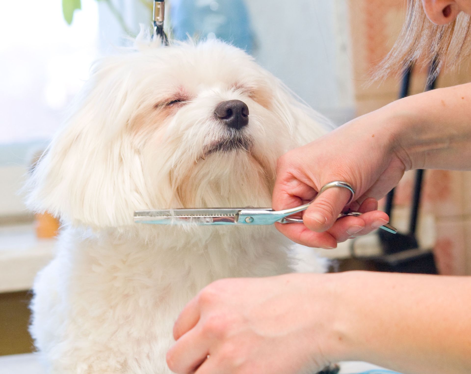 animal grooming