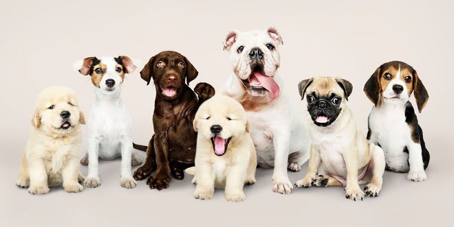 Noah's Ark Veterinary And Boarding Resort