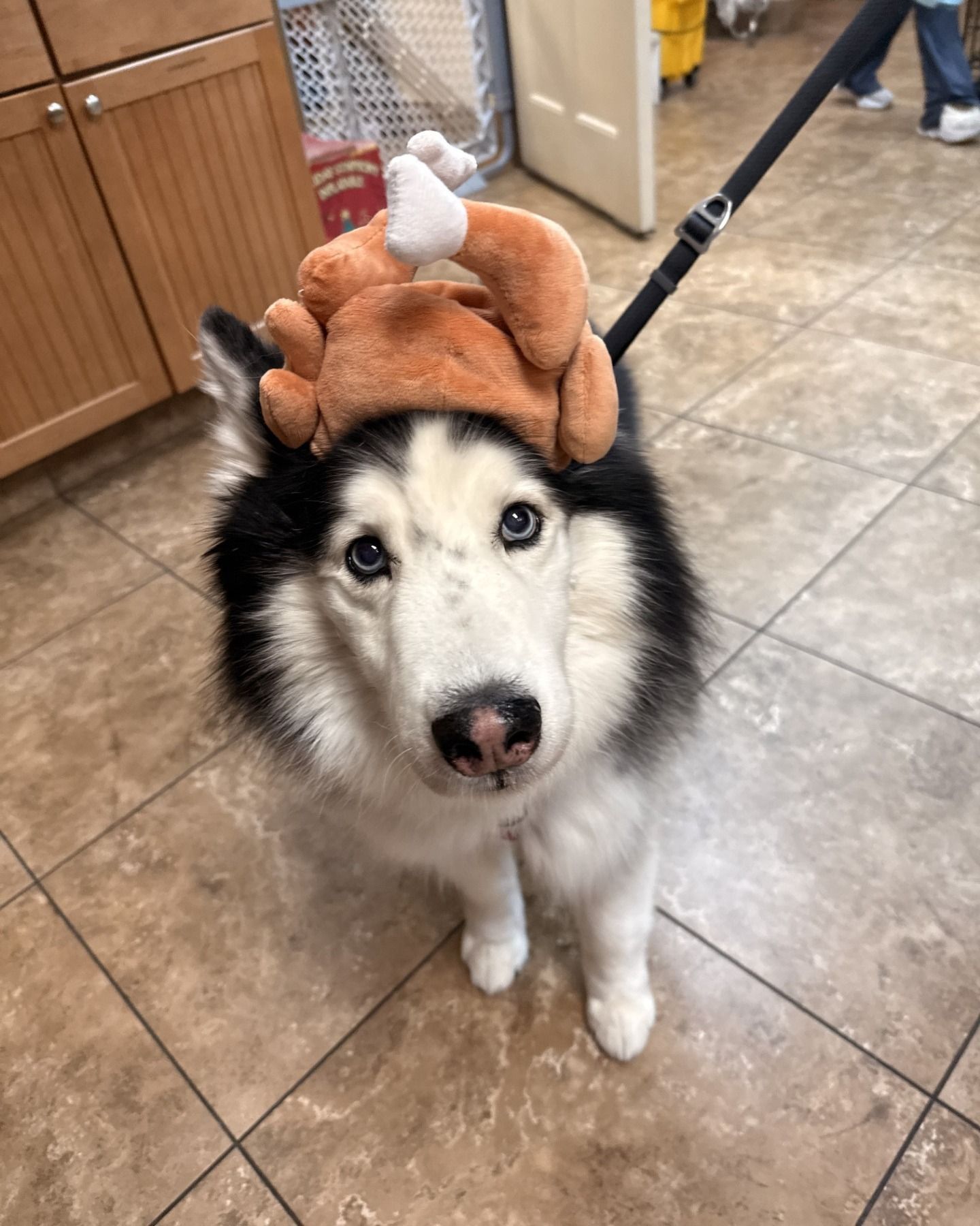 Husky wearing a turkey hat looking up. Black and white fur, brown hat, beige floor.