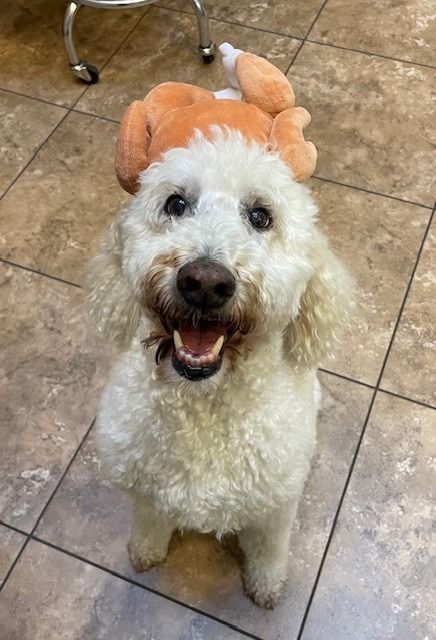 White curly-haired dog wearing a plush turkey hat, smiling on a tiled floor.