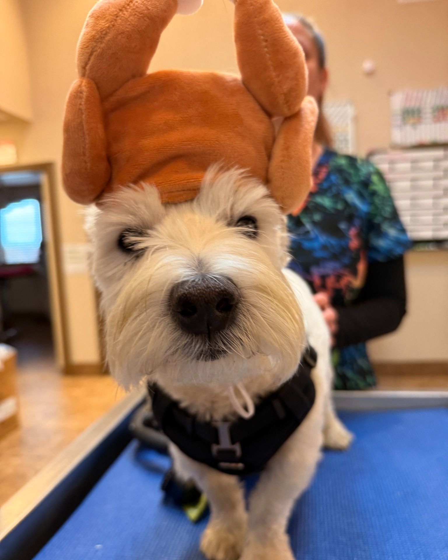 White dog wearing a turkey hat and black harness, looking at the camera.