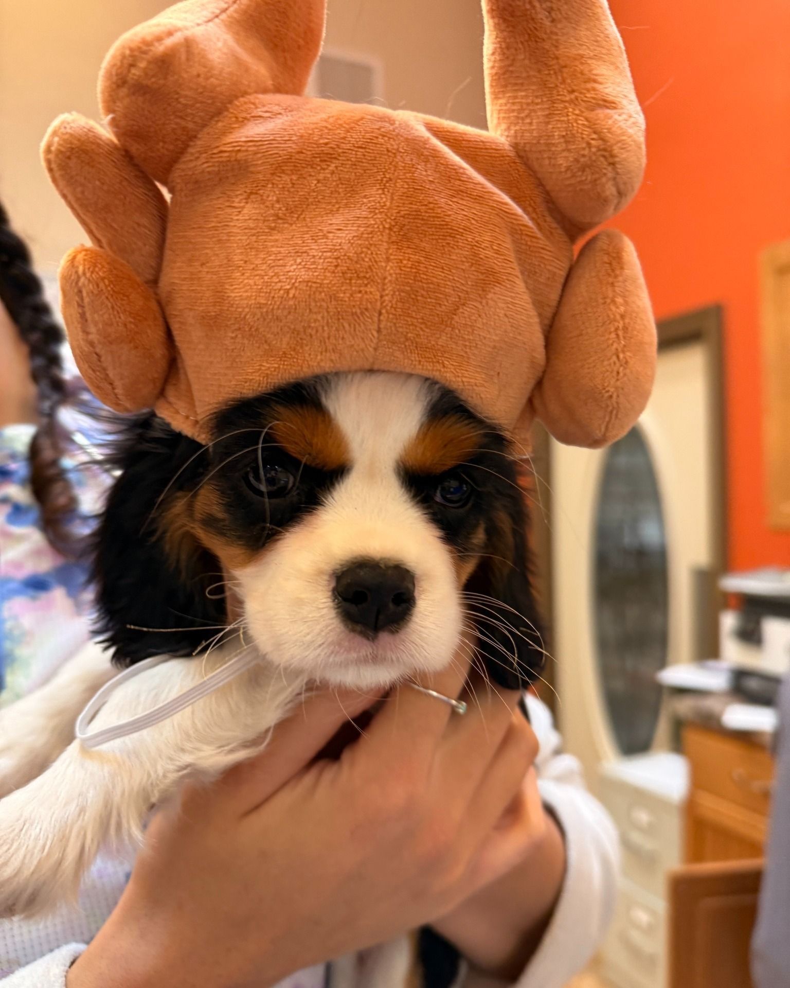 Puppy wearing a turkey hat, held by person. Tricolor Cavalier King Charles Spaniel with black nose.