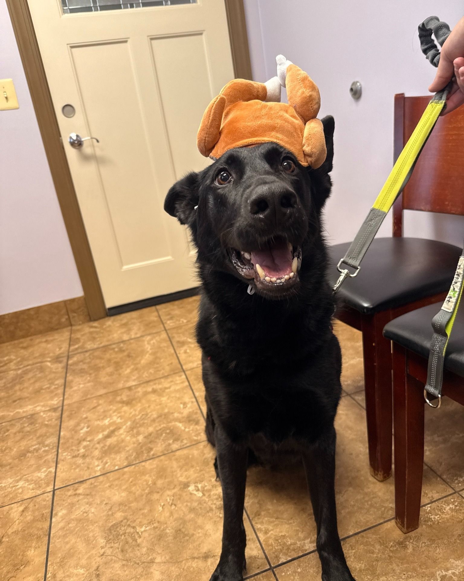 Black dog wearing a toy turkey on its head, indoors, panting happily.