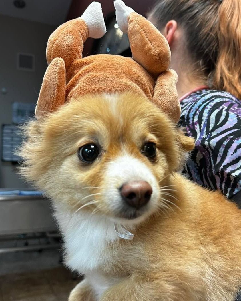 Dog wearing a turkey hat. Brown and white fur, looking at the camera.