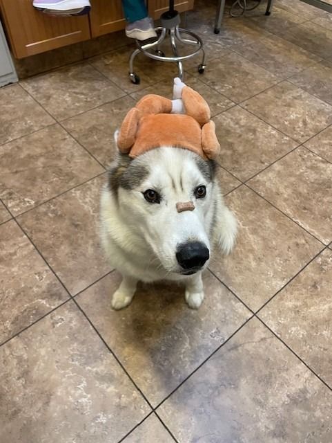 Husky dog wearing a turkey costume, sitting on a tiled floor with a treat on its nose.