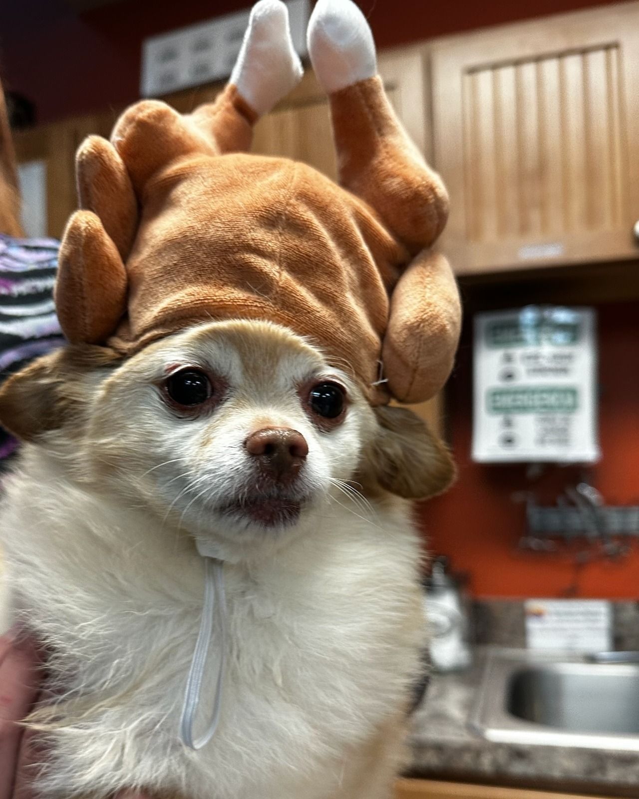 Dog wearing a turkey hat, looking at the camera. White and brown fur, indoors.