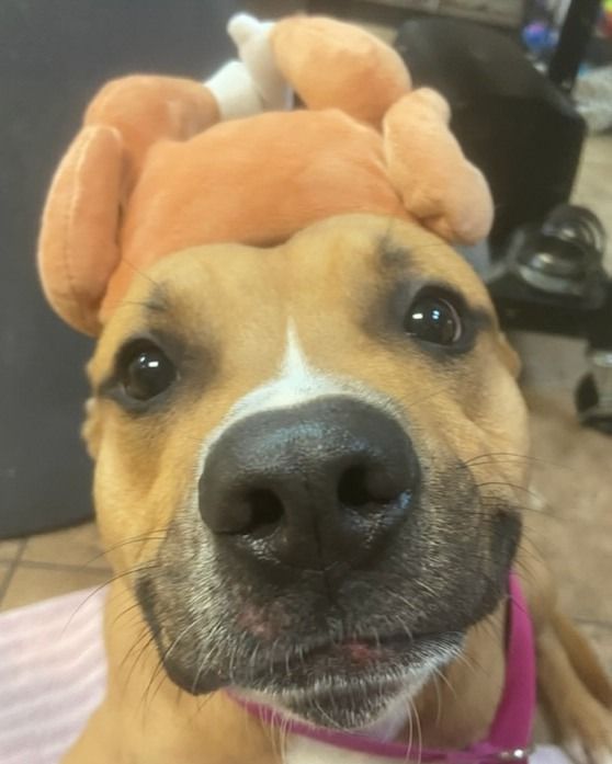 Dog wearing a turkey hat, looking at the camera.
