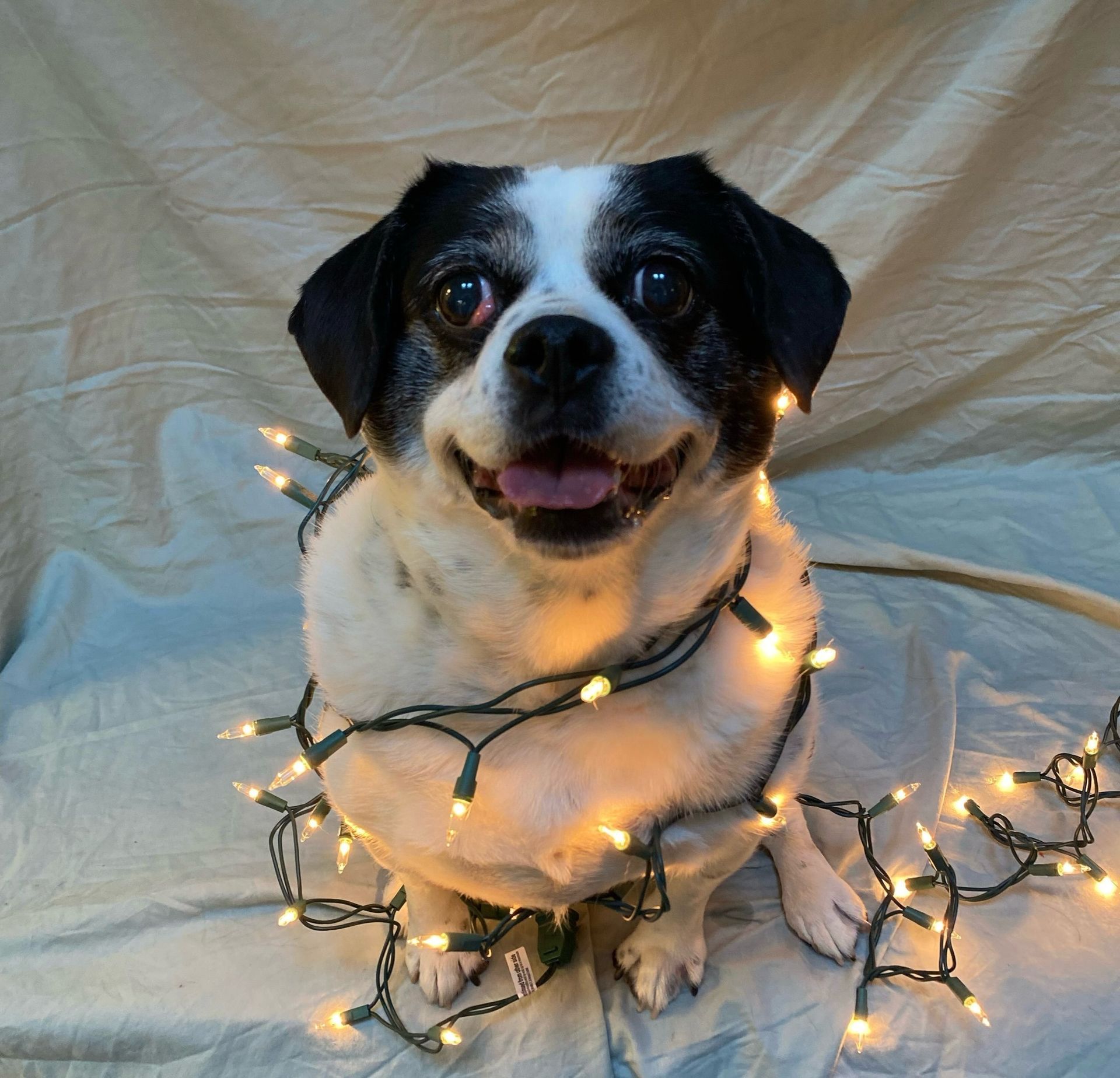Dog wrapped in string lights, smiling with tongue out. White and black fur, neutral backdrop.