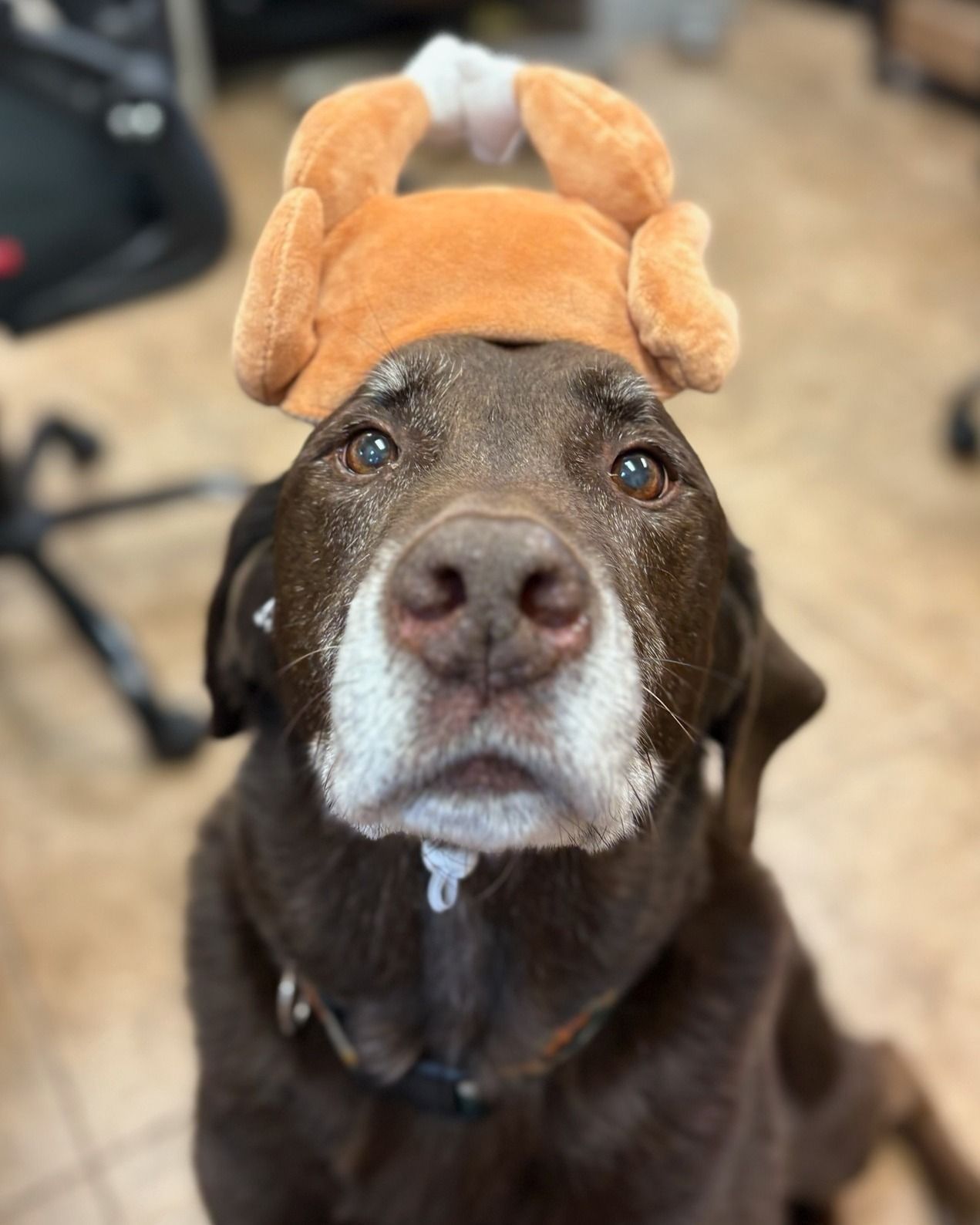 Chocolate Labrador wearing a turkey hat, looking at the camera. Brown fur, white muzzle, indoor setting.