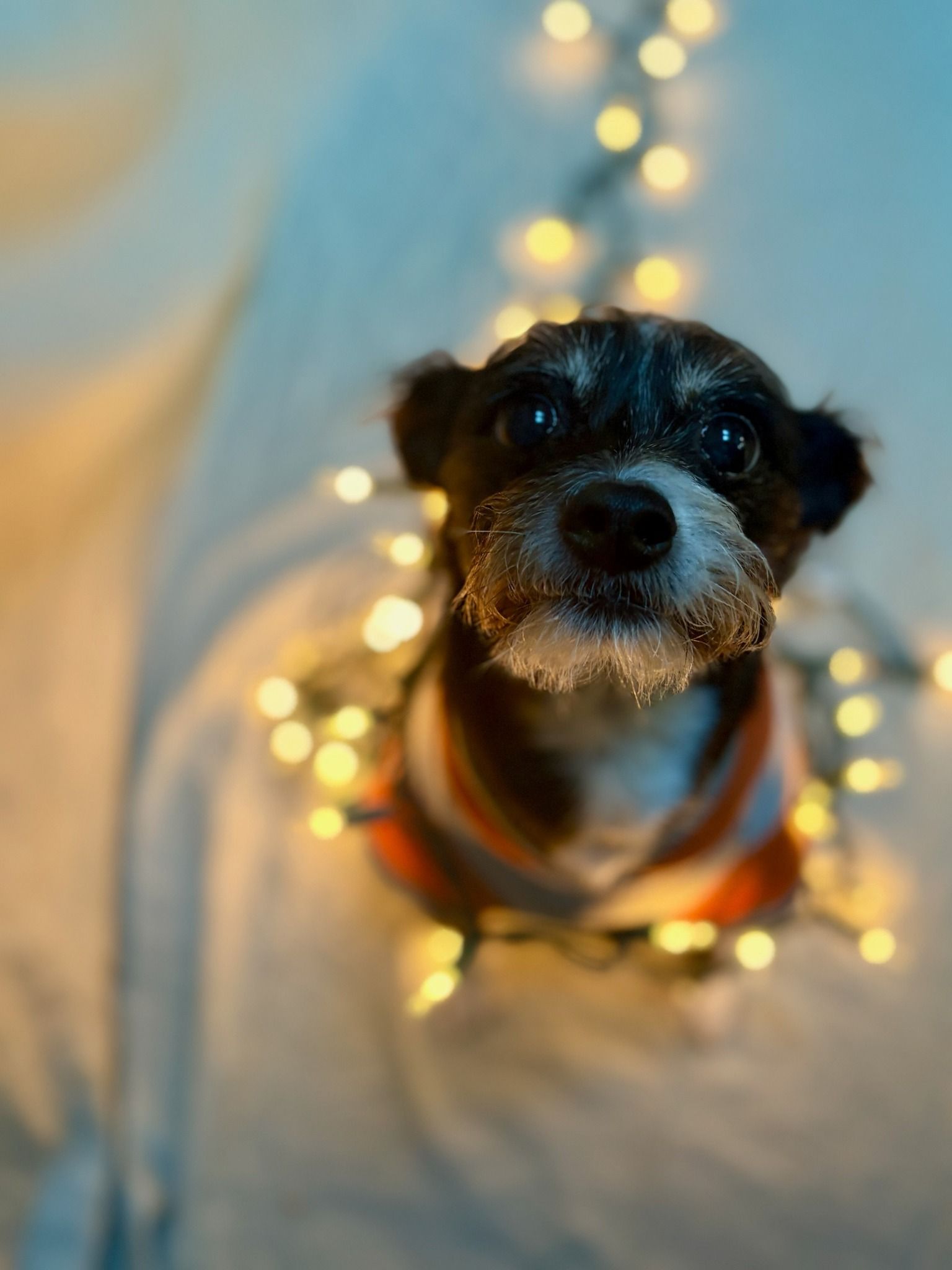 Dog with black and white fur, wearing a sweater, surrounded by Christmas lights.