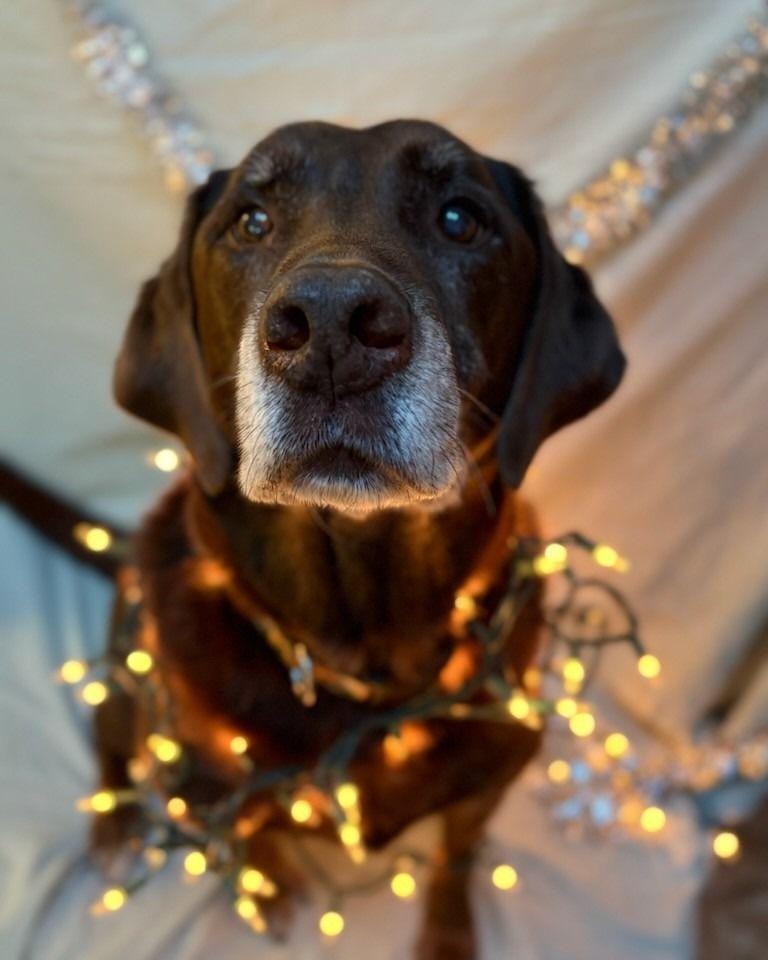 Chocolate Labrador wearing Christmas lights, looking at camera.