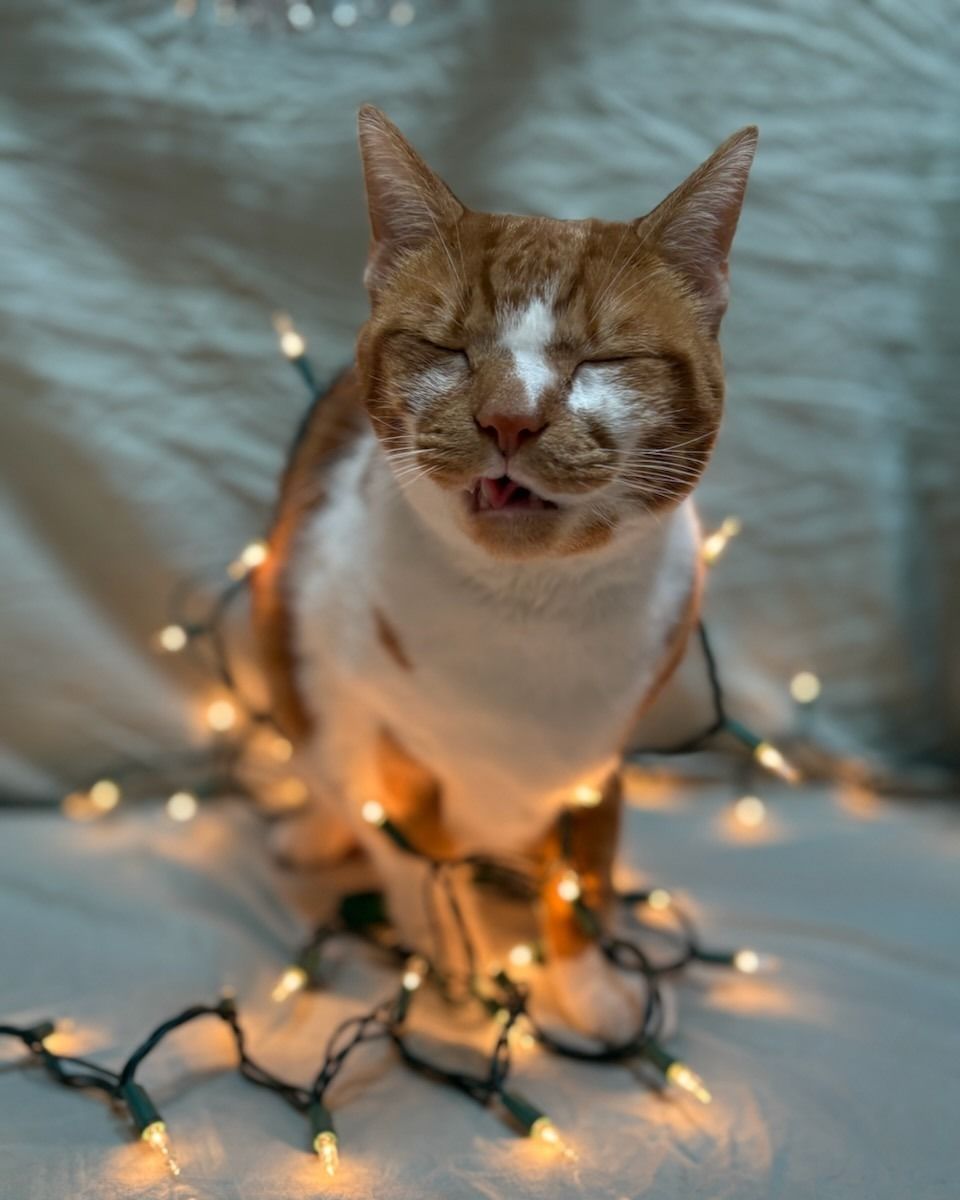 Orange and white cat tangled in string lights, eyes closed, tongue slightly out.