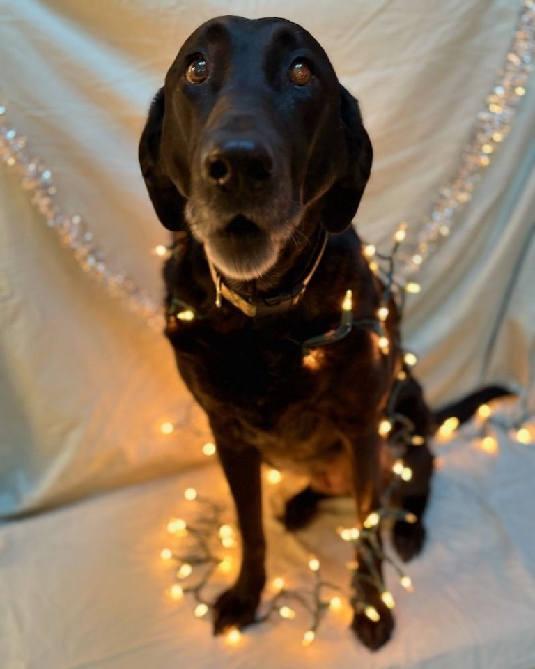 Black dog sitting, wrapped in Christmas lights, looking up with a surprised expression.