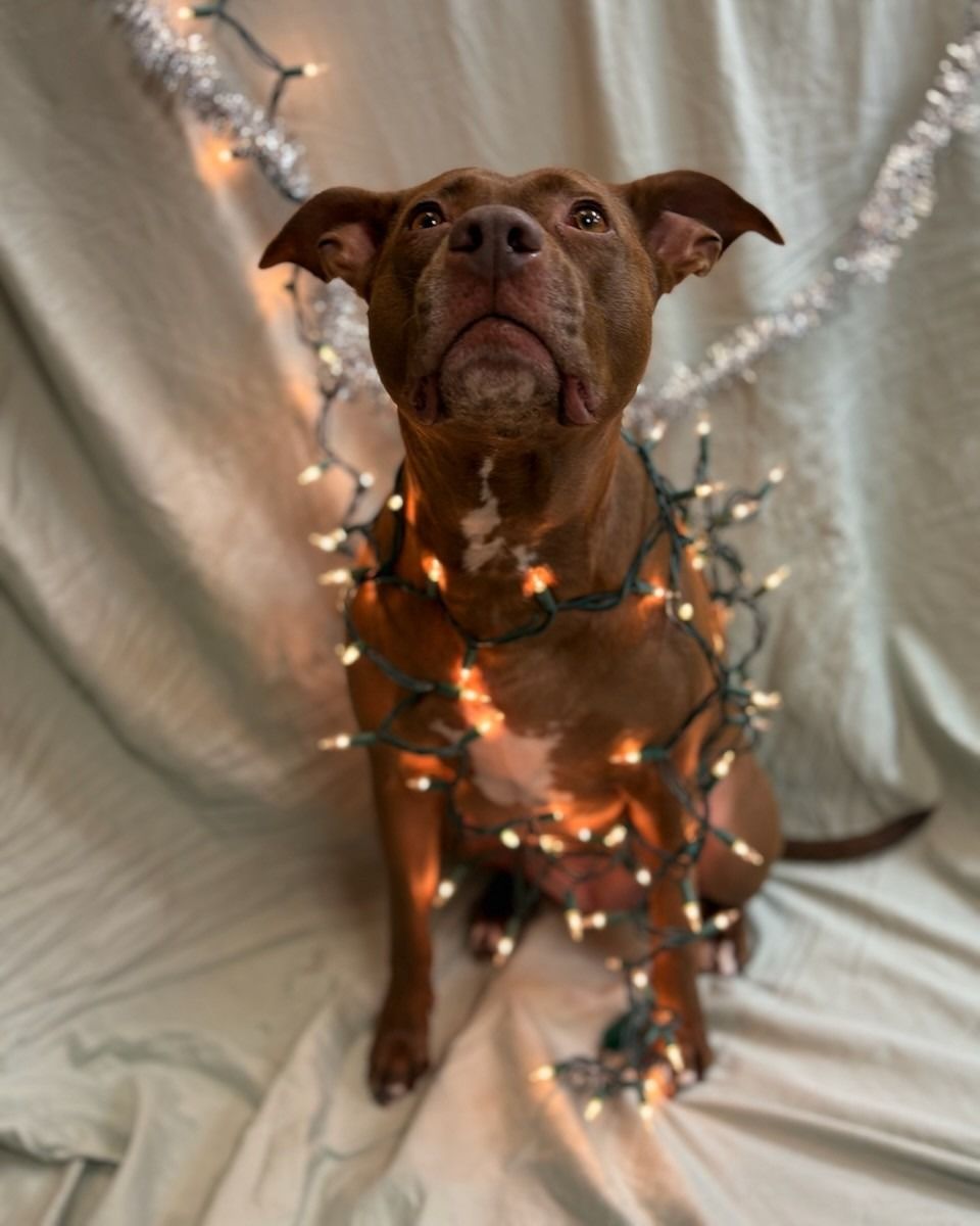 Brown pit bull with white chest, wrapped in Christmas lights, looking up.