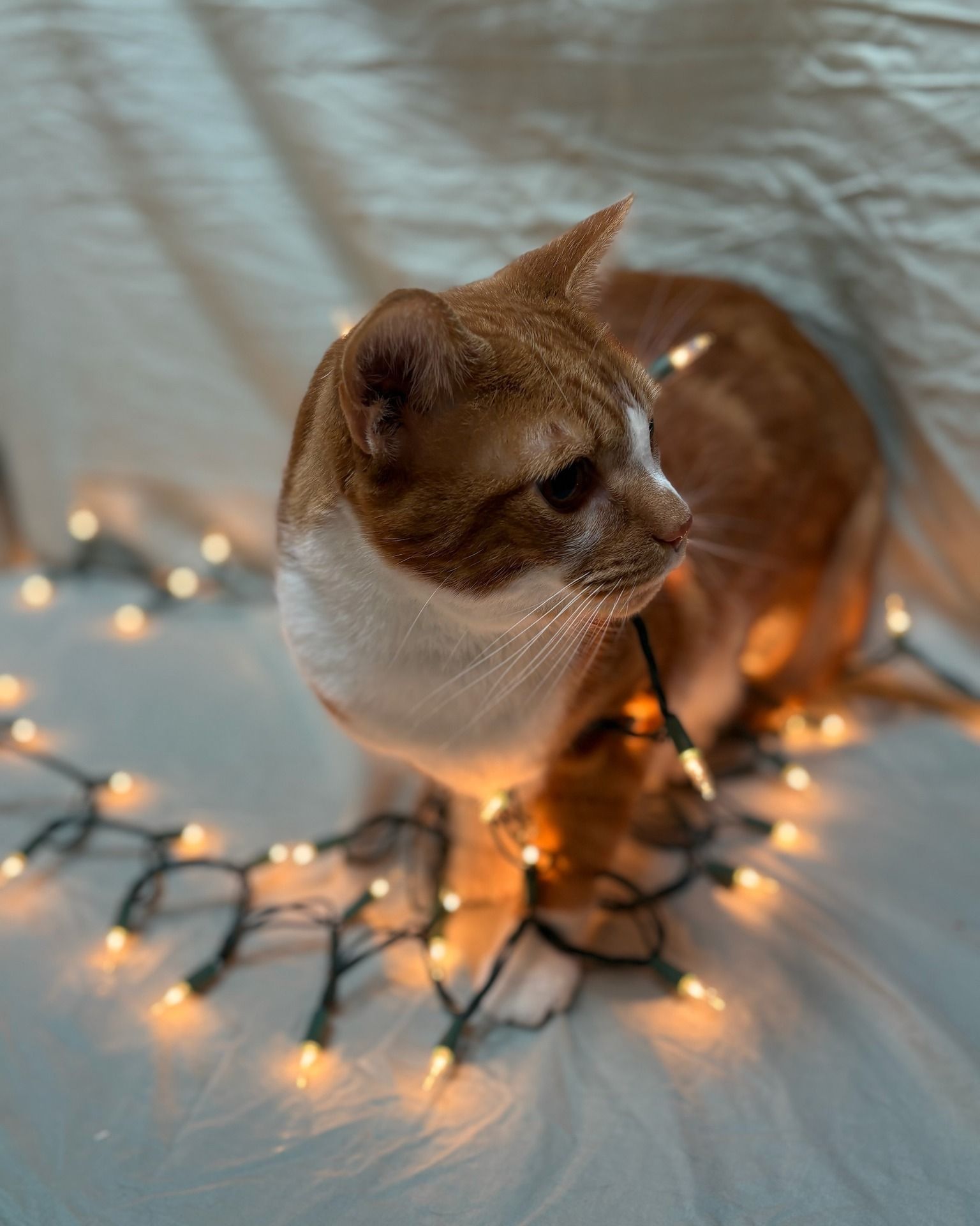 Orange and white cat entangled in warm white string lights, looking to the side.