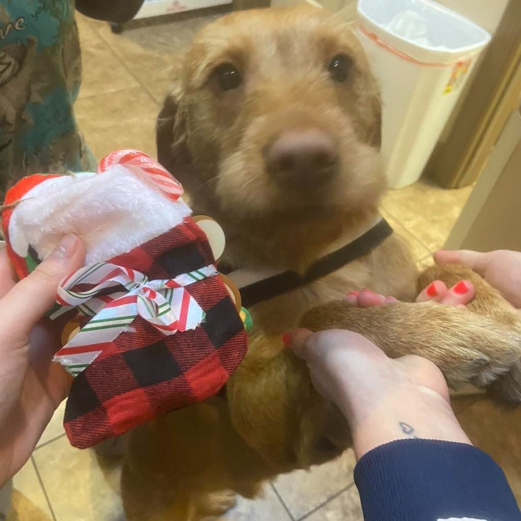 Golden dog looks at camera, held by two people holding holiday toys: stocking and paw.