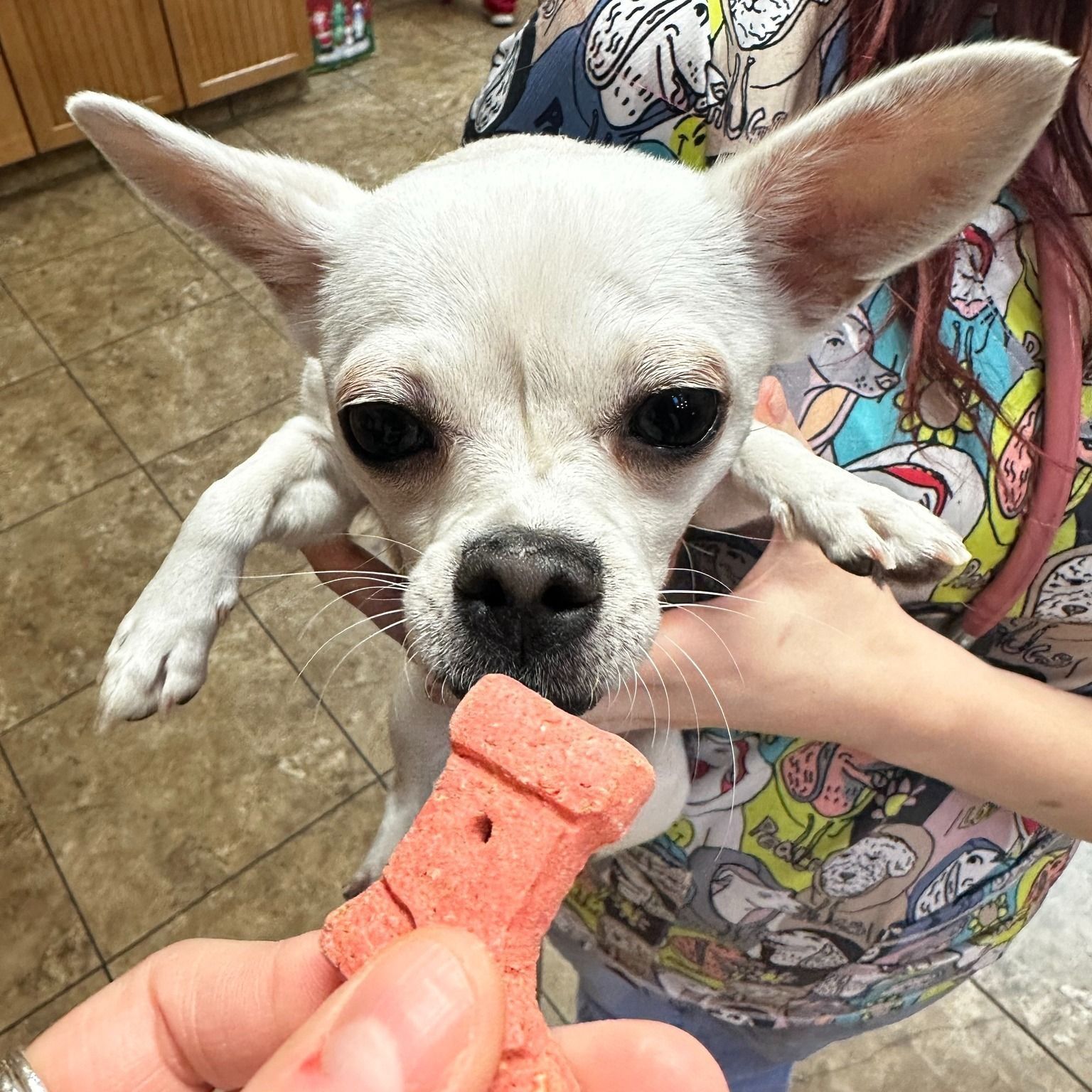 White Chihuahua being offered a treat by a person, close up. The dog has large ears, dark eyes, and a focused expression.
