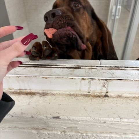 A person's hand with red nails offering a dog a treat. Dog is brown and has long ears.
