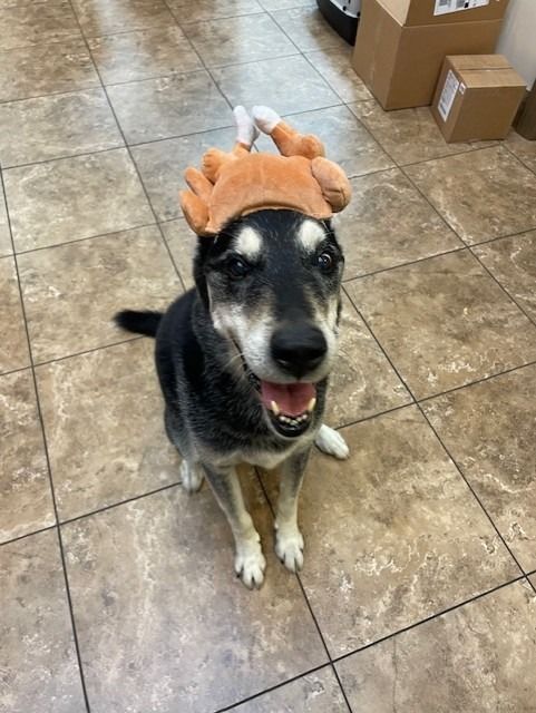 Dog wearing a turkey hat smiles, sitting on a tiled floor.