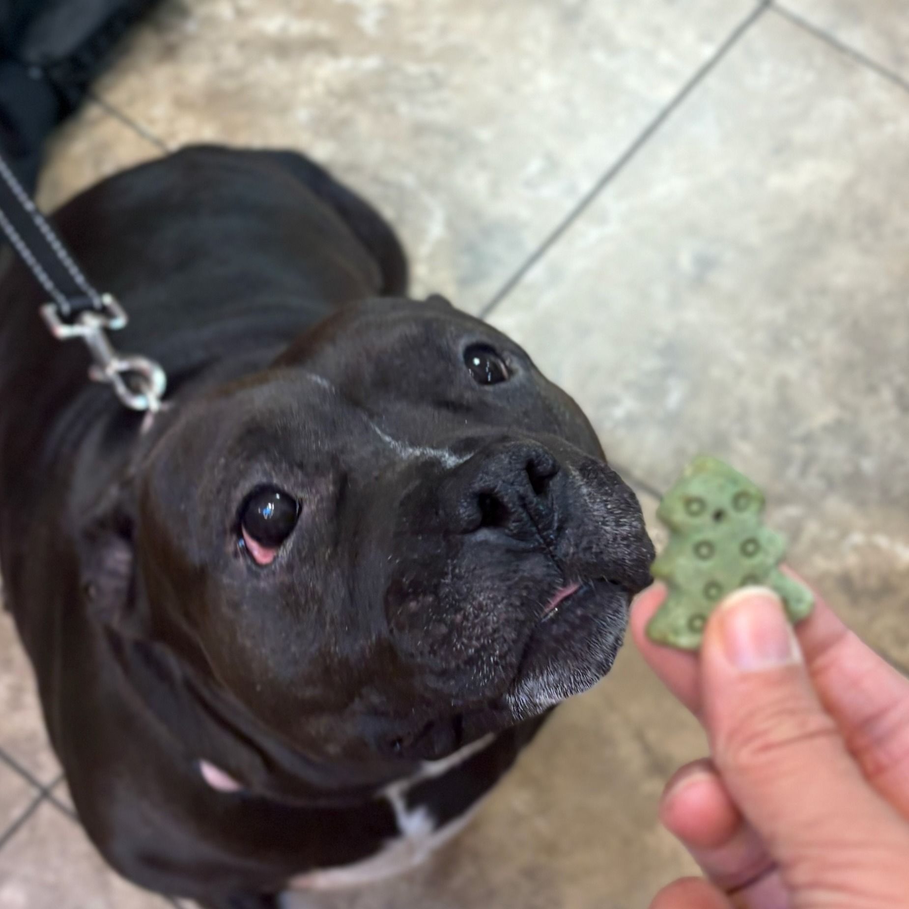 Black pit bull looks up with anticipation at a green, bear-shaped dog treat held in a hand.