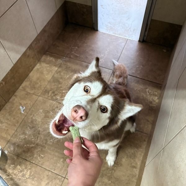 Brown and white Husky dog excitedly reaching for a treat held by a hand in a tiled room.