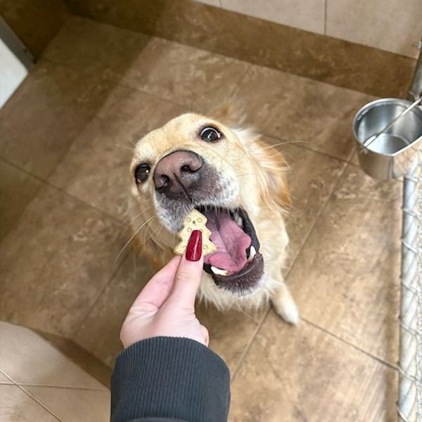 Golden retriever eagerly opening mouth for small treat being held by a hand.