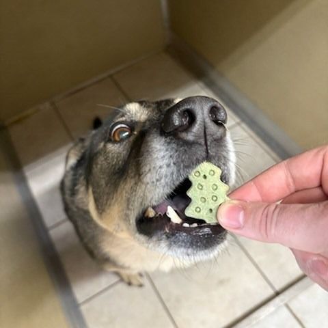 Dog eagerly taking a green, bone-shaped treat from a hand; close-up.