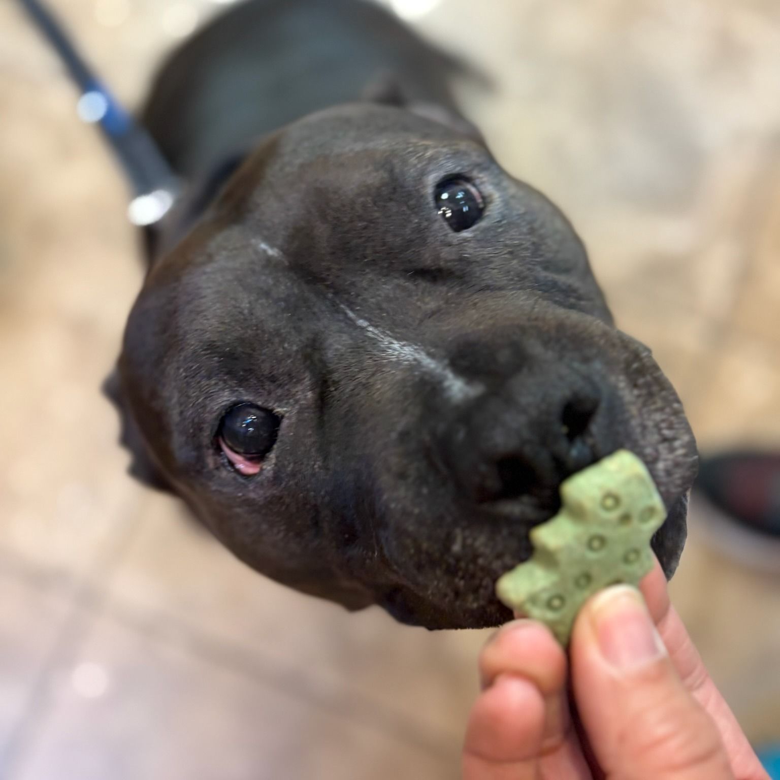Black dog eagerly eating a green, star-shaped treat from a hand.