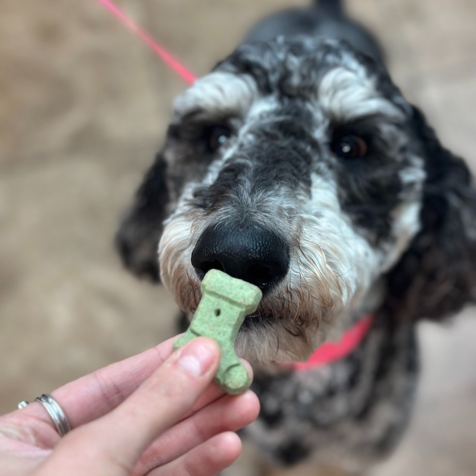 Dog with black and gray fur sniffing a green stocking-shaped treat held by a hand.