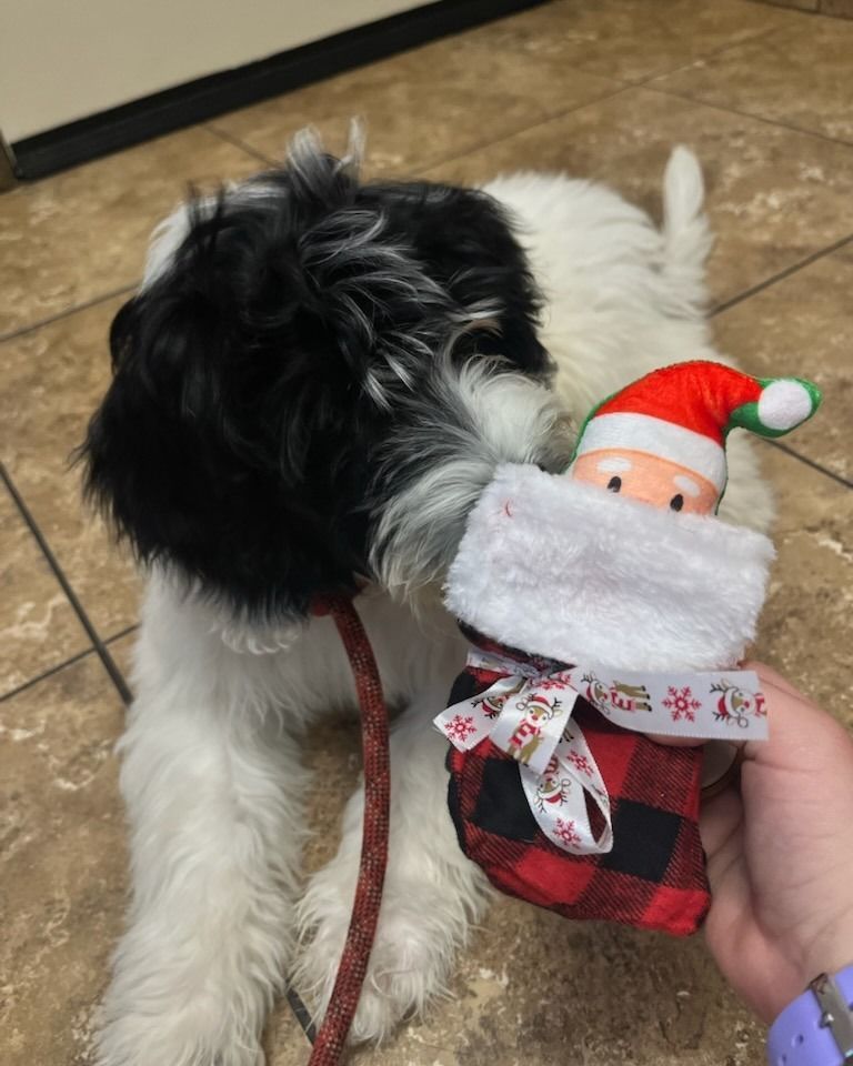 Black and white dog with Santa stocking toy. Dog is on a tiled floor with a red leash.