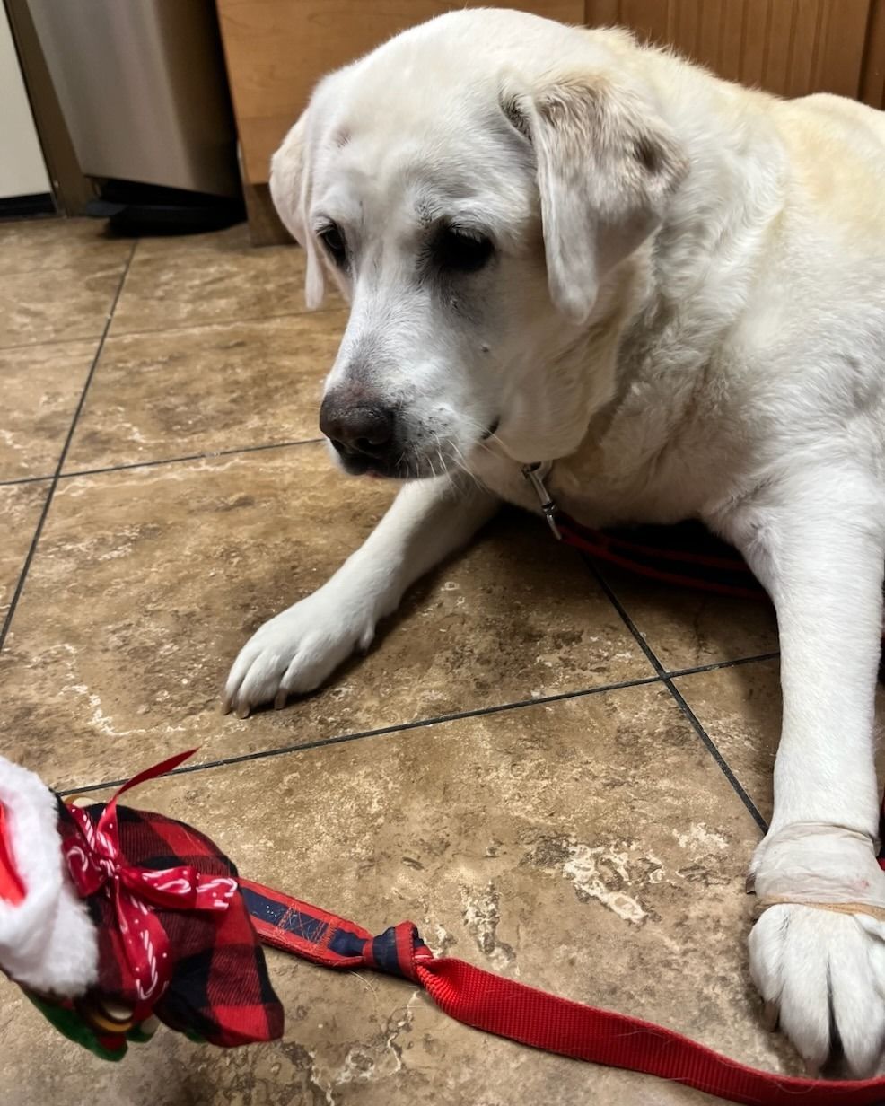 White Labrador dog looks at Christmas leash on brown tile floor.