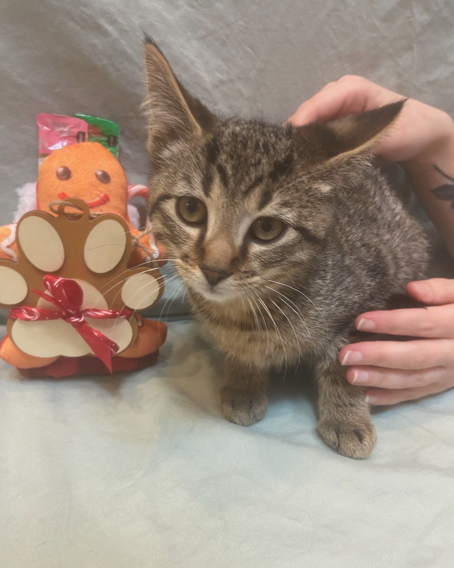 Tabby kitten with brown and gray stripes, held by hands, next to gingerbread man decoration.