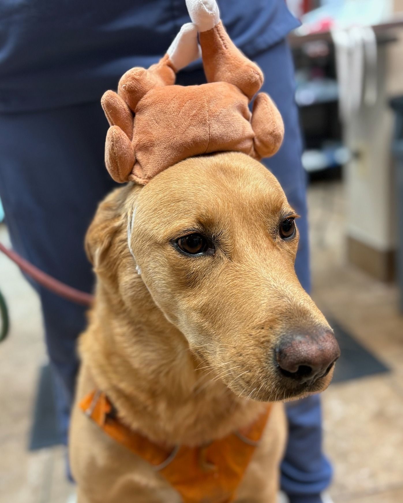 Yellow lab wearing a turkey hat, looking at the camera.