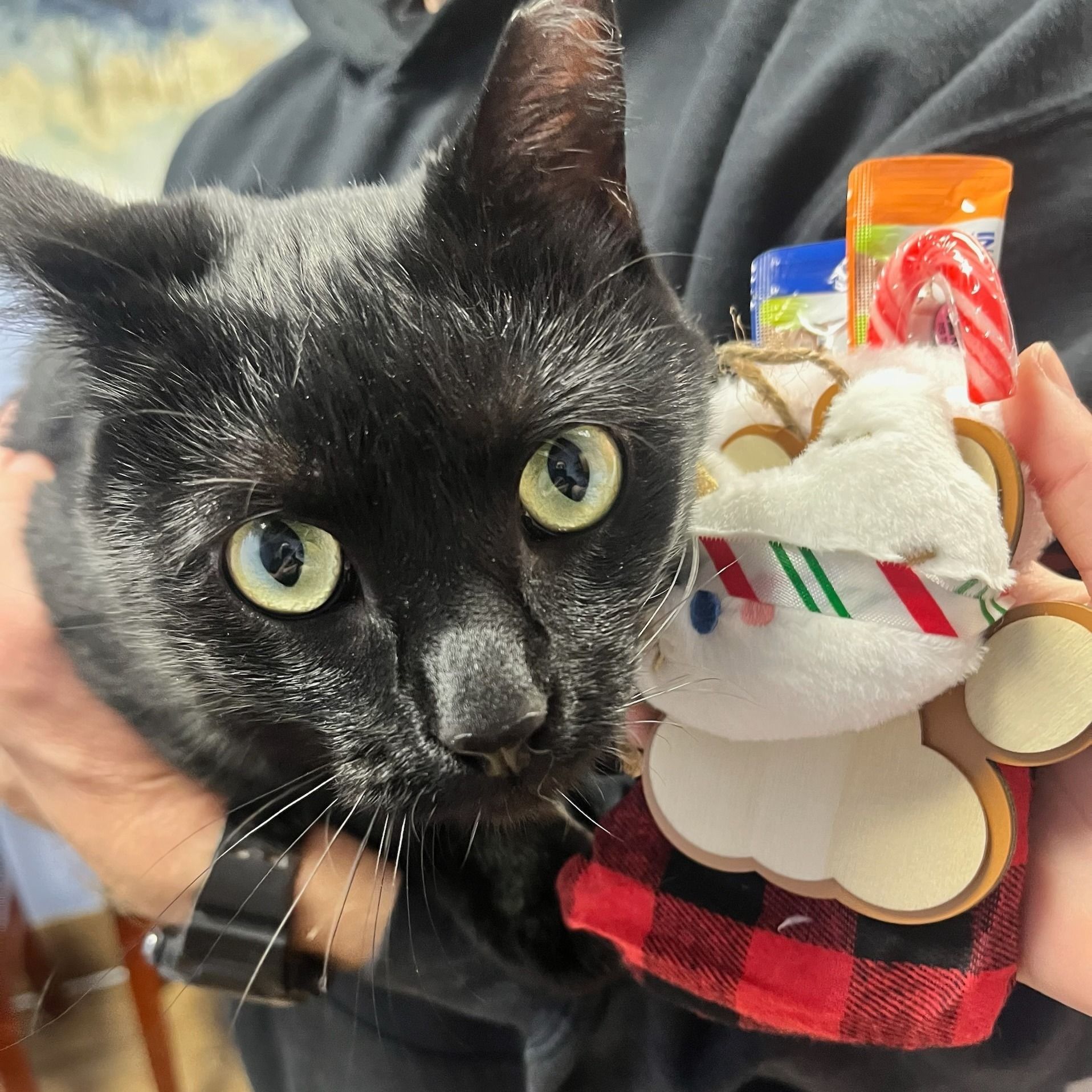 Black cat being held, with a holiday-themed cat treat gift in arms. Cat has green eyes.